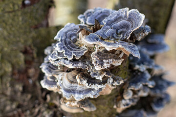 parasitic fungi on the tree