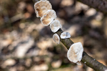 Fototapeta premium parasitic fungi on the branch