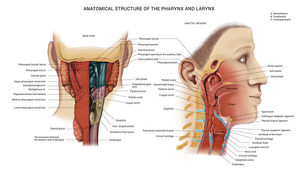 The device of the larynx. Anatomical table. Anatomy, digestive tract. Description. Terms. 