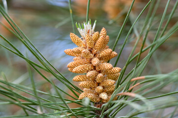 Stone pine flower. In this pine, the male flowers are grouped in small cones of little more than...