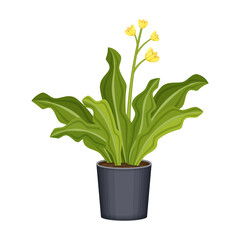 Flowerpot vector cartoon icon. Vector illustration flowerpot on white background. Isolated cartoon illustration icon of flower pot.