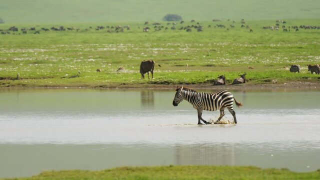 Portrait of lone zebra walking through watering pond with background of african safari park. Wildlife in savanna with different fauna during hot summer day. Concept of tourism, nature.