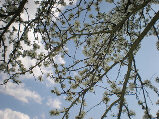Beautiful branches of apricot in nature