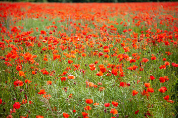 Image of deep red poppies in a large poppy field