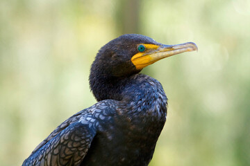 cormorant