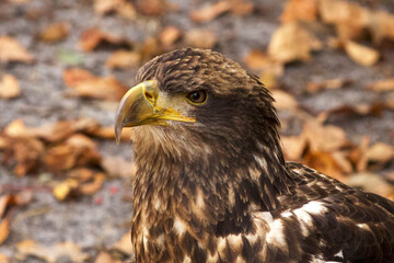 bald eagle portrait