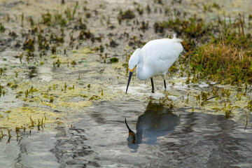 white egret