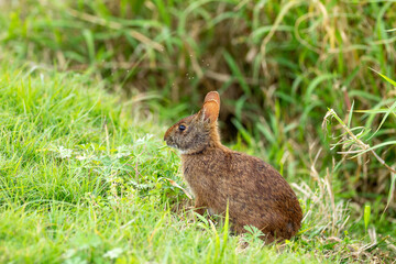 rabbit in the grass