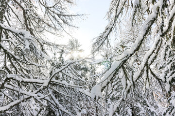 snow covered trees in Sils Maria, switzerland