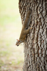 squirrel on a tree