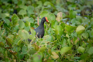 Coot in the water