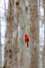 cardinal on a branch