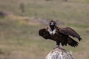 Cinereous Vulture, (Aegypius monachus) flight from rock in natural environment. Wild life.