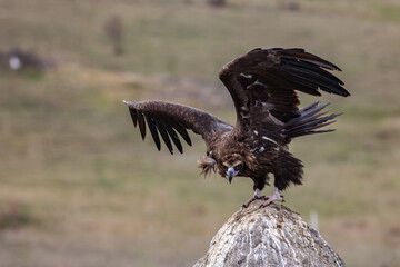Cinereous Vulture, (Aegypius monachus) flight from rock in natural environment. Wild life.