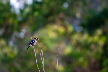 blue bird on a branch