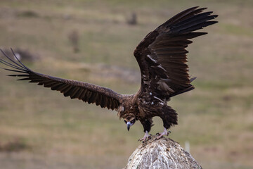 Cinereous Vulture, (Aegypius monachus) flight from rock in natural environment. Wild life.