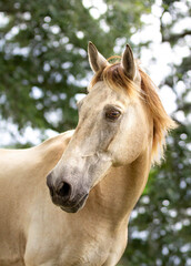 Buckskin Pony