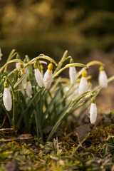 spring snowdrop flowers