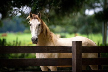 Obraz premium Buckskin Pony