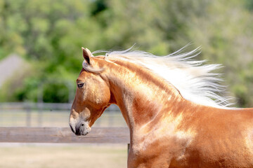 Golden Horse