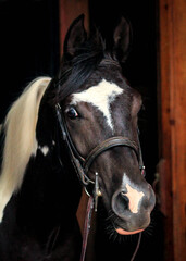 Obraz premium Paint Arabian Cross