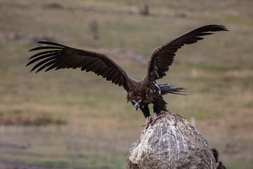 Cinereous Vulture, (Aegypius monachus) flight from rock in natural environment. Wild life.