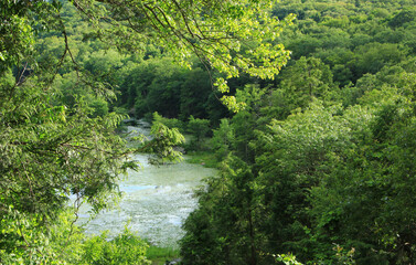 Fototapeta premium river in the forest