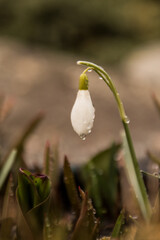 snowdrop flower in spring