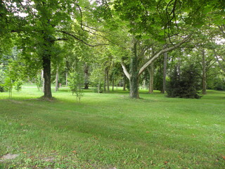 Trees in the beautiful park