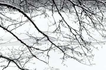 snow covered tree branches on a background of snow
