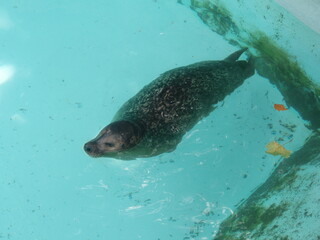 Obraz premium Seal relaxing in the water