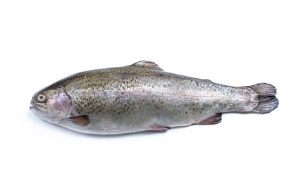 Fresh raw rainbow trout fish isolated on white