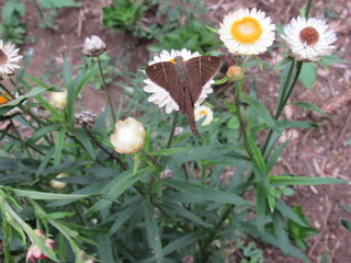 Flores ao natural.
