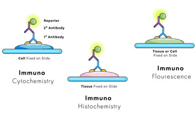 illustration of immuno staining: immuno histochemistry, immuno cytochemistry, immunofluorescence.