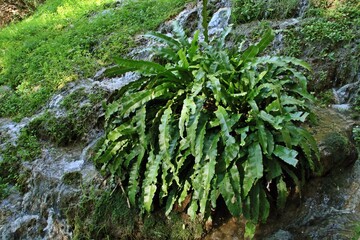 Planta en la Cascada Los Chorreaderos. Parque natural del Monasterio de Piedra donde se dan numerosos fenómenos kársticos generados por el río Piedra. Nuevalos, Zaragoza, España.