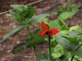 Flores e borboletas.