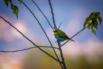 Roller on a branch