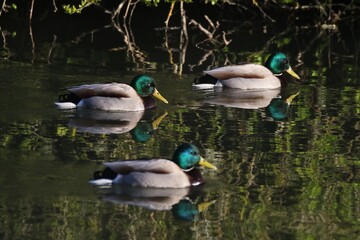 colvert