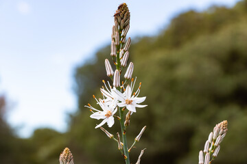 Asphodelus L., Sp. is a genus of mainly perennial flowering plants in the asphodel family...