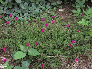 Flores ao natural.