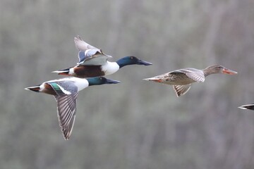 canard souchet