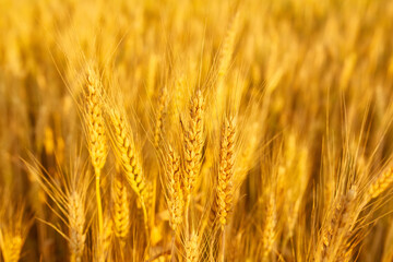 Fototapeta premium field with spikelets close up, background with wheat spikelets