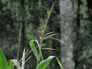 Pássaros na natureza