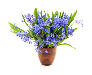 Bouquet of blue primrose.