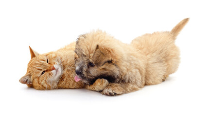 Kitten and a puppy are playing.
