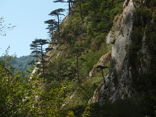 Trees growing on the mountain side