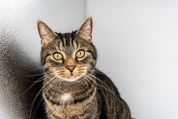 Isolated tabby cat sitting and looking briskly into the camera