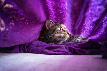 Cat hiding under a blanket and observing its surrounding