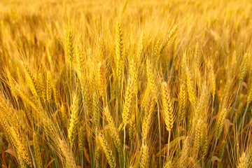 field with spikelets close up, background with wheat spikelets