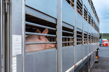 Pigs in a cage truck for transport to the slaughterhouse. © M. Perfectti
